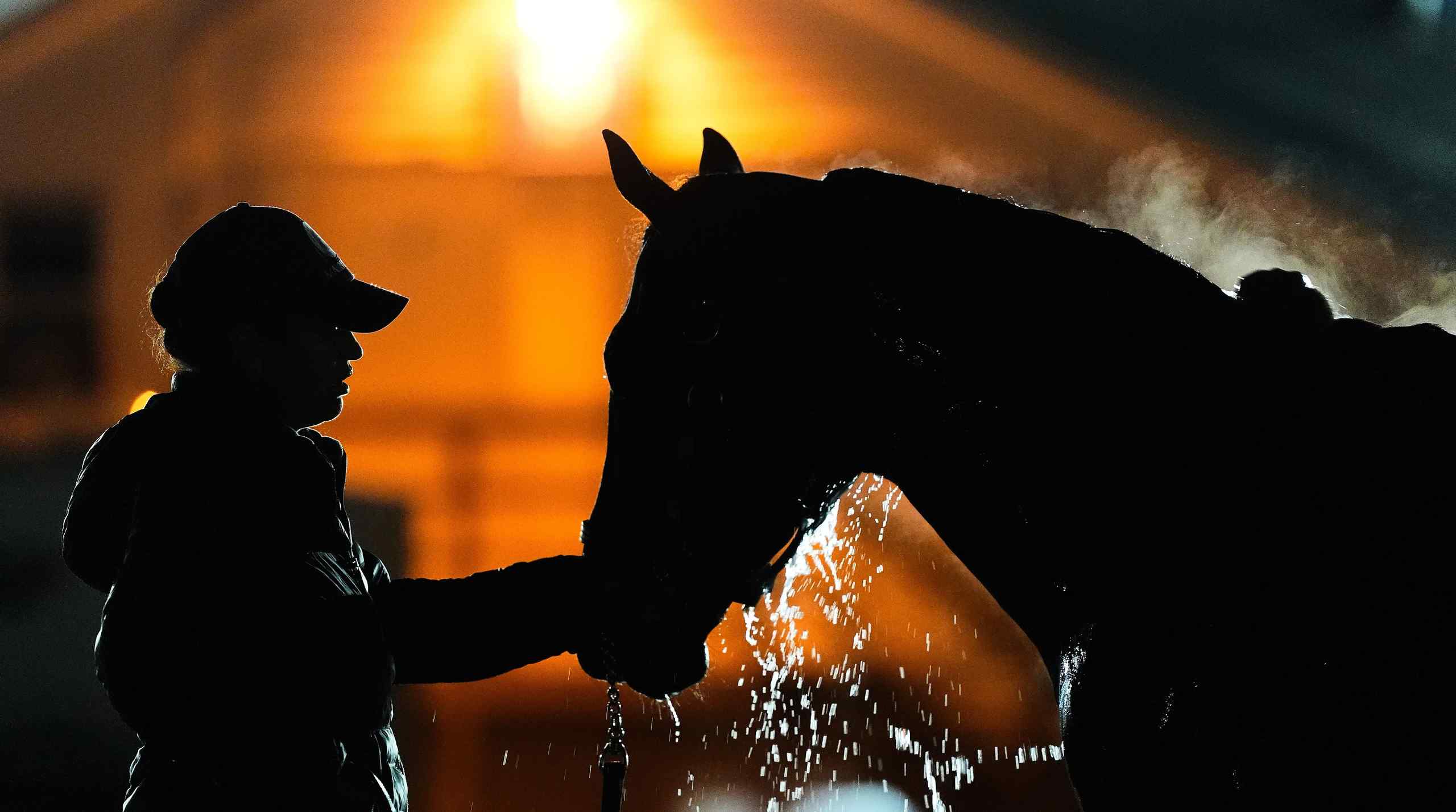 A race horse getting rinsed off with a hose.